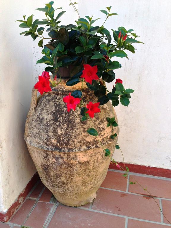 אנה קאפרי Mediterraneo Bed & Breakfast מראה חיצוני תמונה